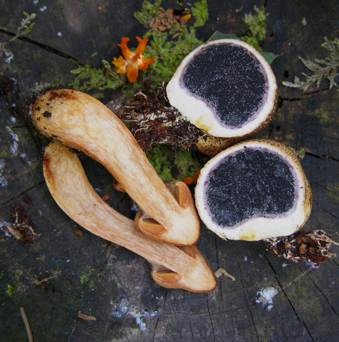 Qualche fungo...(seconda parte)